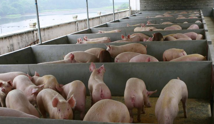 養(yǎng)豬場污水怎么處理比較好？-樂中環(huán)保