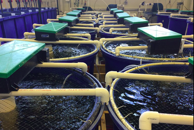 用于養(yǎng)殖場(chǎng)污水處理的新工藝，預(yù)計(jì)可降低28%運(yùn)營成本01