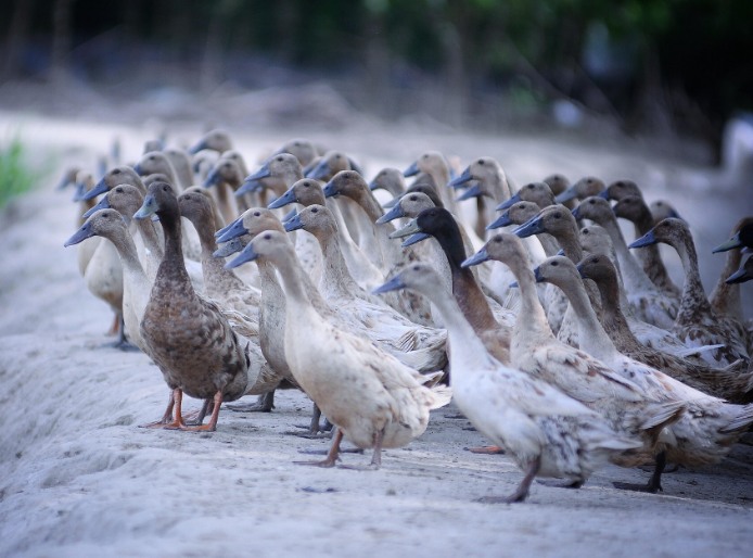 農村養殖戶如何低成本有效處理污水，這兩種做法你應該知道!