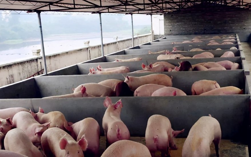 養(yǎng)豬污水處理設備包含哪些，教你選購適合的養(yǎng)殖污水處理設備