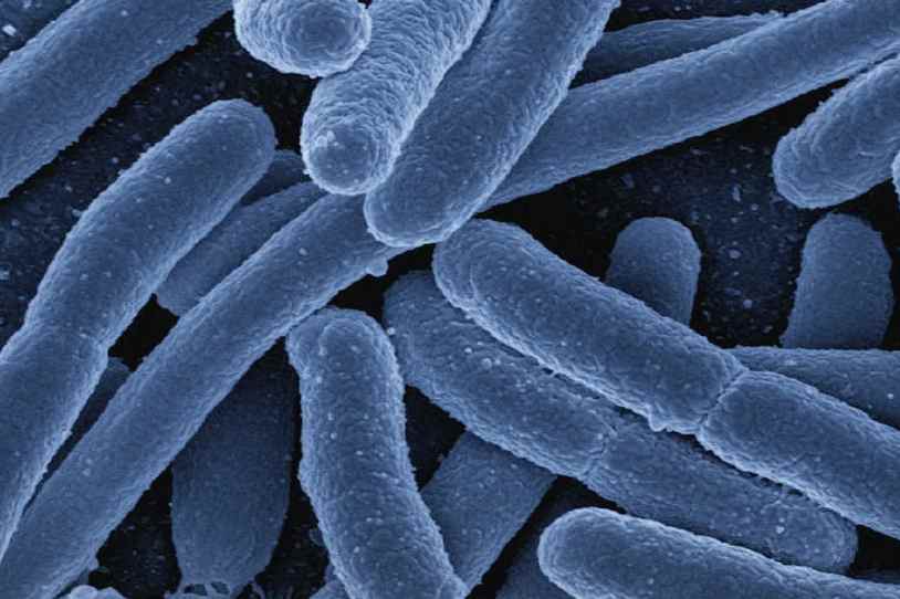 變形菌門(mén)是好是壞（變形菌門(mén)是好是壞）