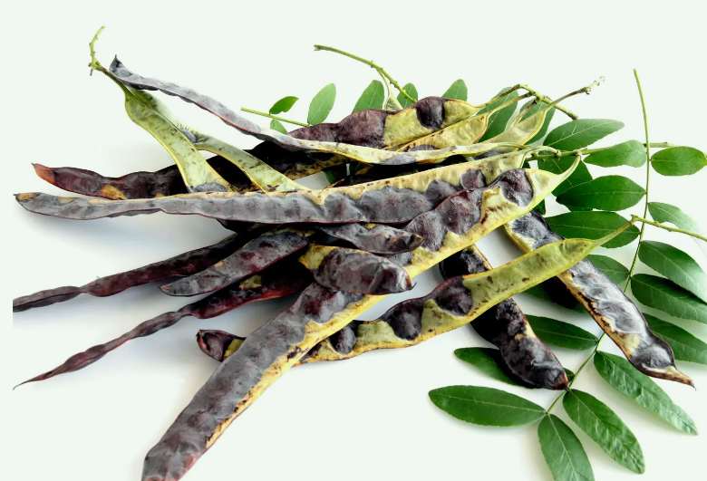 皂腳和皂角的區別是什么（皂腳和皂角一樣嗎？）