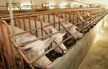 養豬場污水處理設備一套要多少錢?（養豬場污水處理設備污水處理）